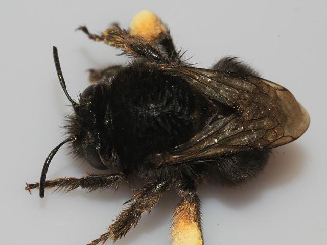 Anthophora plumipes Hairy Footed Flower Bee Bees Hymenoptera Images